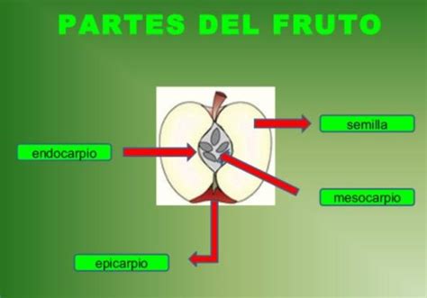 14. Denominada también «pepa» del fruto: a) Mesocarpio b) Pericarpo.